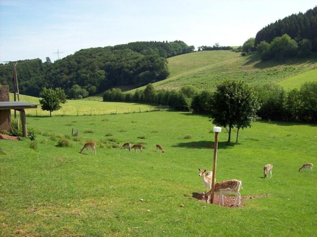 Hof Goerrespesch-Ferien Im Herzen Der Schneifel Schlausenbach Exterior photo